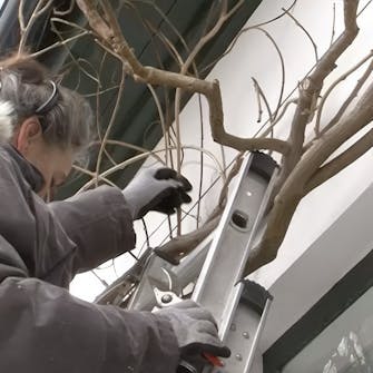blåregn beskæring vinter blåregn beskæring vinter